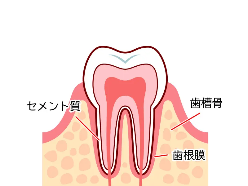 歯を取り巻く環境
